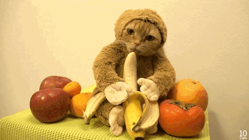 year-of-the-monkey-cat-costume-5.gif