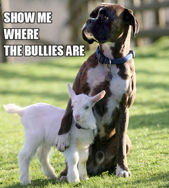 show-me-the-bullies.jpg