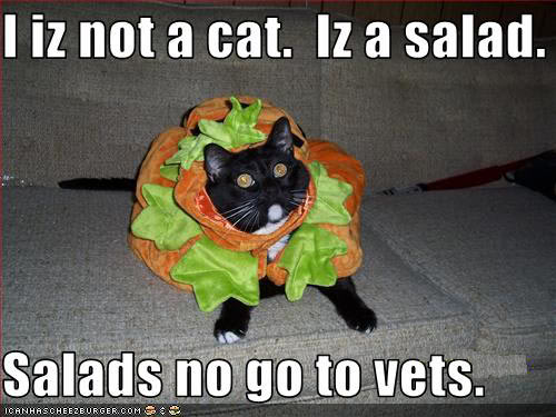 funny-pictures-cat-pretends-to-be-a-salad.jpg