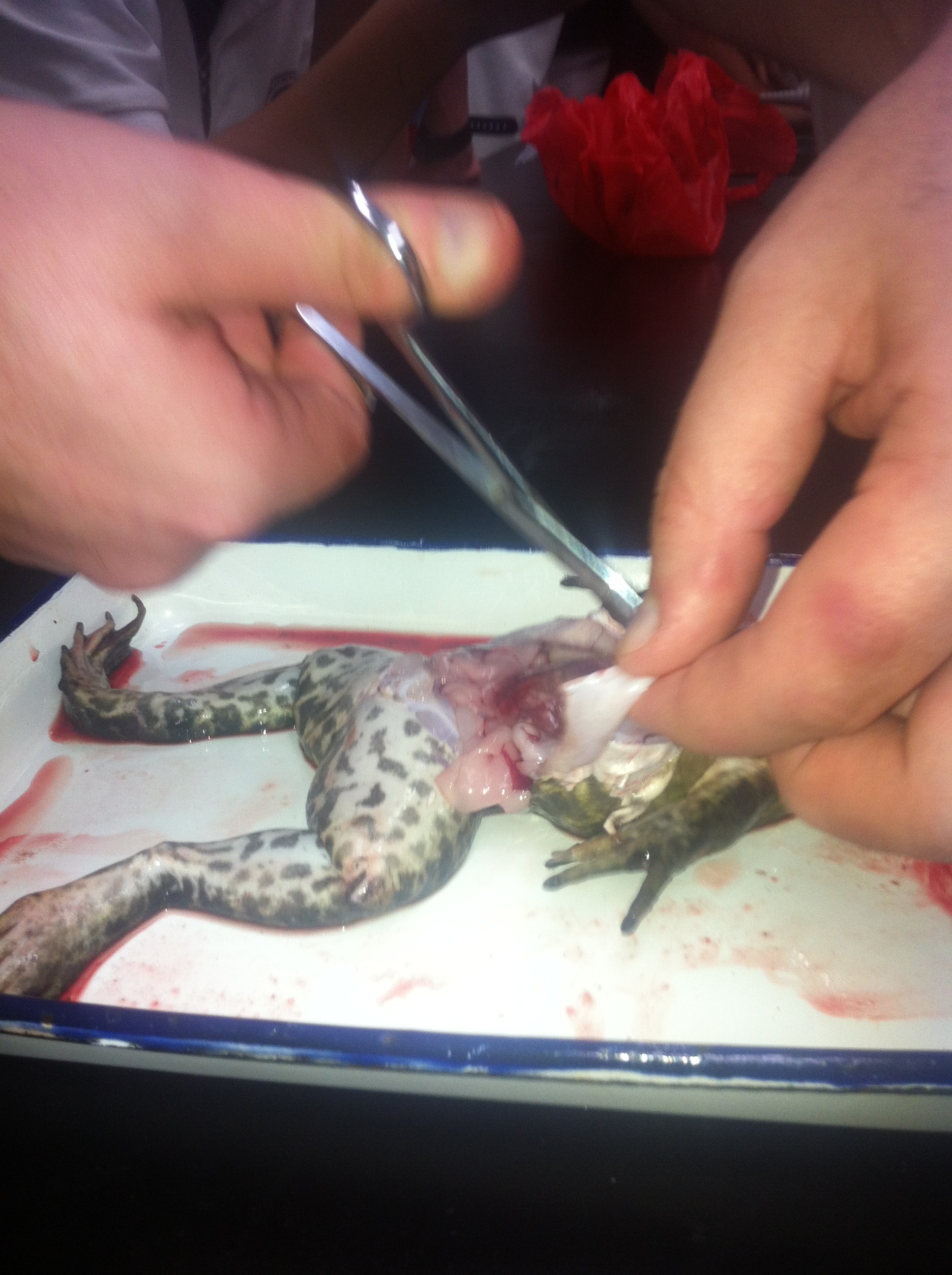 frog-dissection-009.jpg