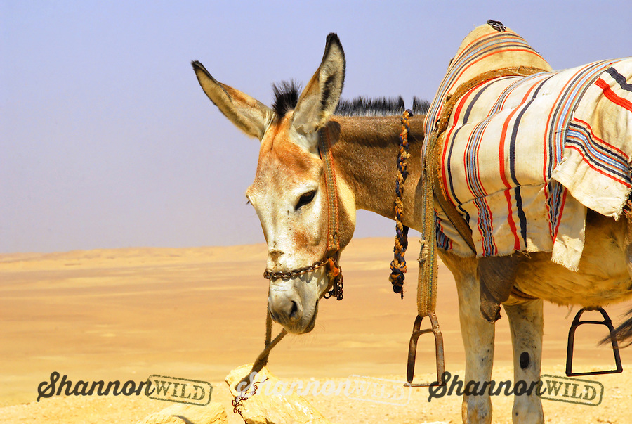 Tourist-donkey-at-the-Pyramids-of-Giza-Egypt.jpg
