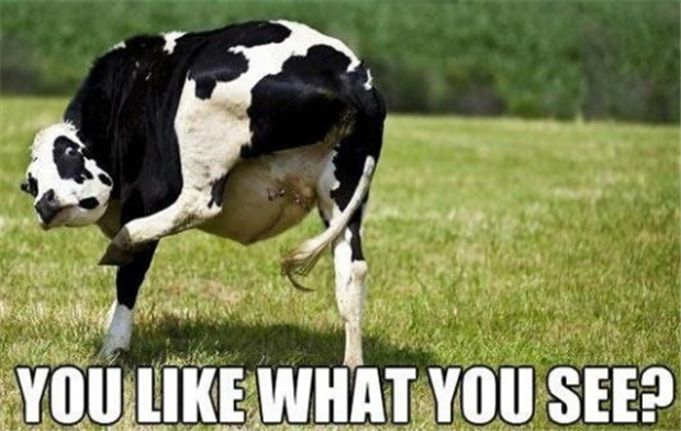 funny-cow-pictures.png