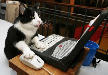 cat-on-computer1.jpg