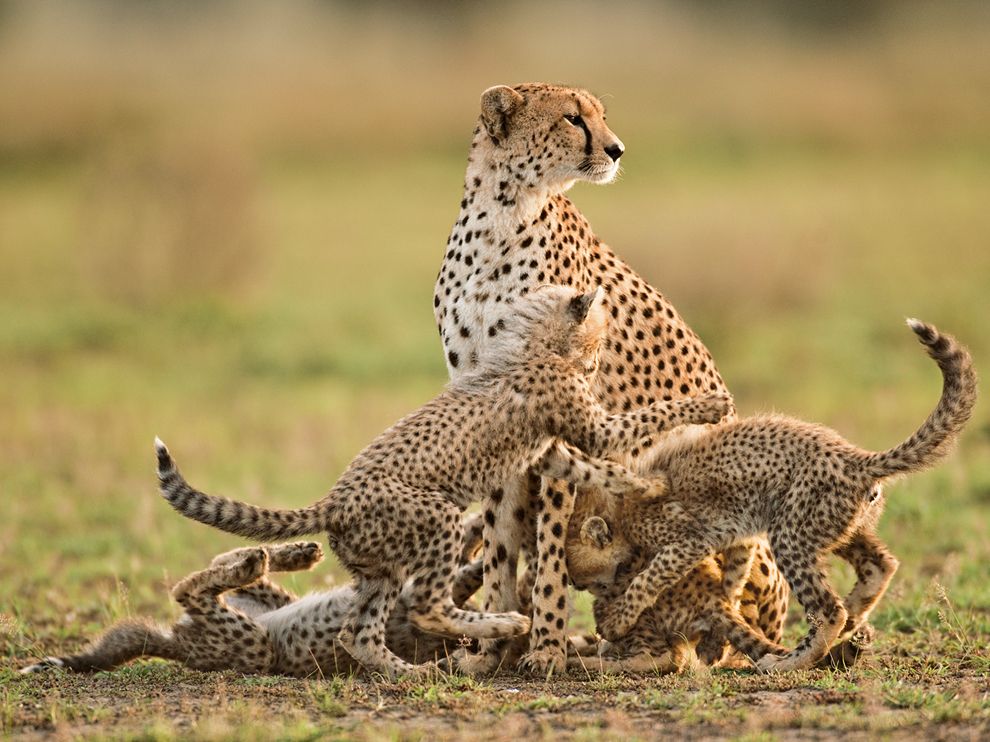cheetah-mother-cubs-lanting_62975_990x742_zpsd3cf6190.jpg