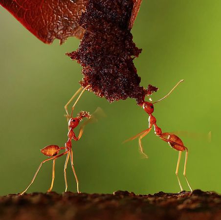 world-photography-contest-2011-open-nature-wildlife-ants_35450_600x450.jpg