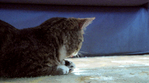 Its+a+cat+with+the+head+of+a+horse+and+_9aece15c779dbc20e289e887f459cb64.gif