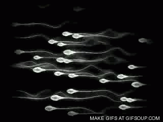 spermatazoa-o.gif