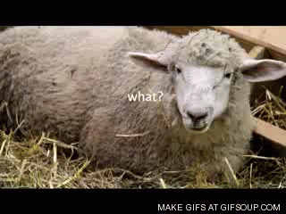 sheep-o.gif