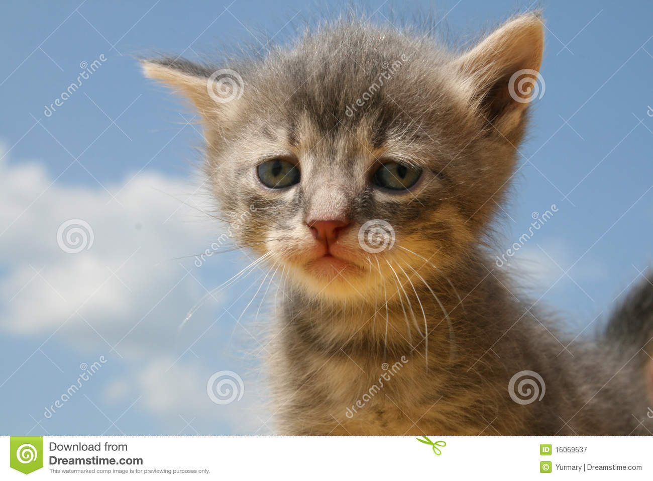 sad-kitty-16069637.jpg