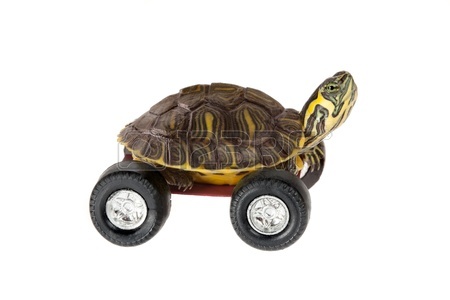 9081744-funny-little-turtle-using-four-wheels-to-gain-speed.jpg