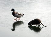 8269017-duck-and-a-rat-walking-on-the-frozen-lake-in-winter.jpg