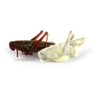 chocolate-covered-grasshoppers-320x320.jpg