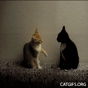 076_catfight_cat_gifs.gif