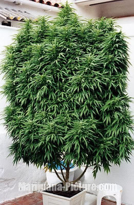 marijuana_plant_picture.jpg