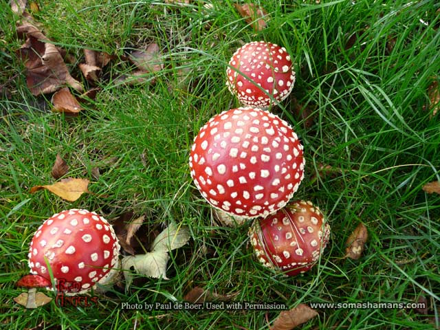 amanita-mushroom-pauldeboer-07.jpg
