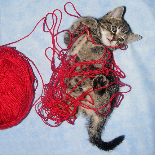 kitten-with-yarn.jpeg