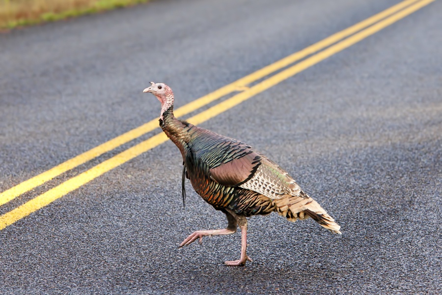 turkey-crossing-road-t.jpg