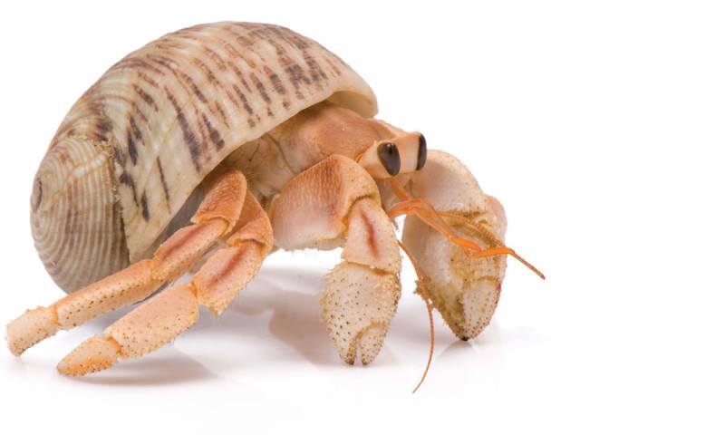0317_crab-800x480.jpg