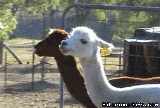 04BC6F7C-280E-43AB-A07A-EAF0C2E5DA57.gif