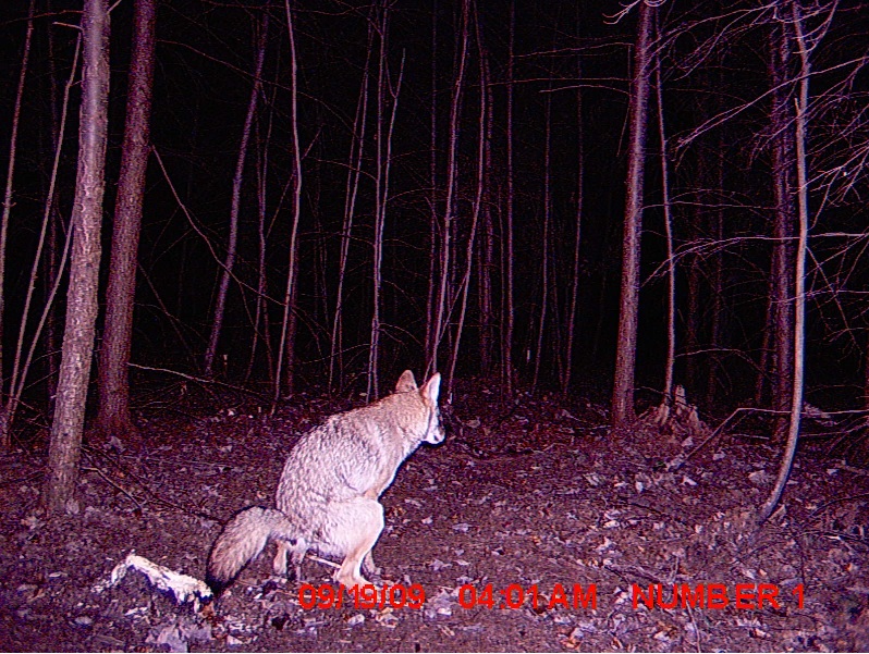 09-trail-cam-animals-funny-when-humans-arent-around.jpeg.jpg