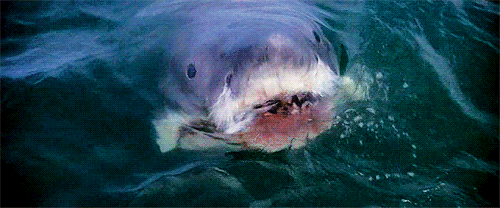 0A22E701-841F-4A21-8E21-FC7C99E799CB.gif