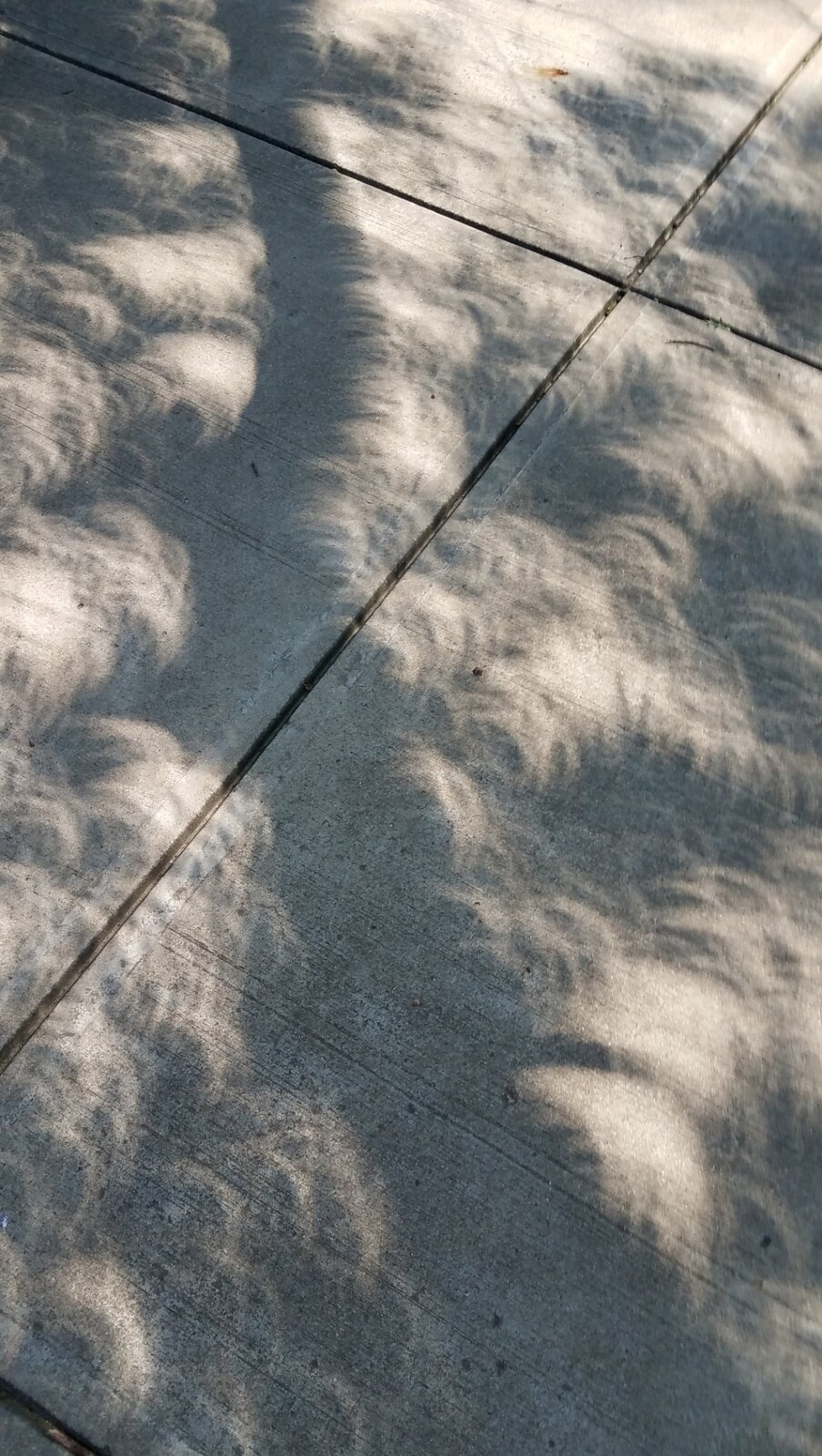 1000012485.jpg