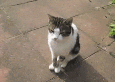 111.gif