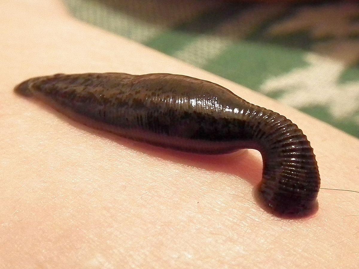 1200px-Sucking_leech.jpg