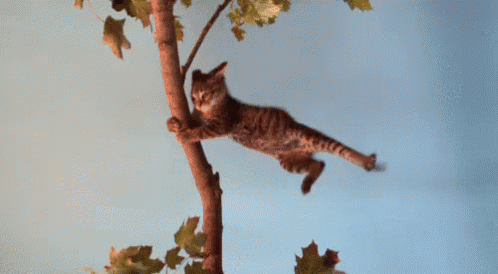 128836.gif