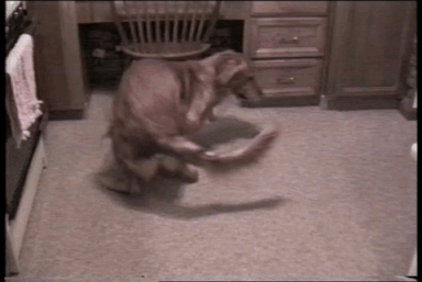 128E8221-7670-461D-8AE0-5BA79BB5EA4F.gif