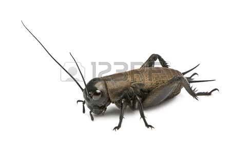 13582788-mediterranean-field-cricket--gryllus-bimaculatus.jpg
