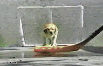 1369328930_hockey_goalie_dog_catches_balls.gif