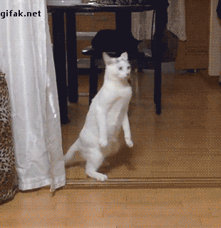 16316FE5-A161-424B-A0E1-A5479B172F56.gif
