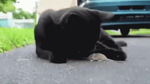 1658847439298.gif