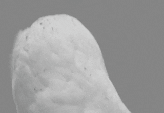 1680086572150.gif