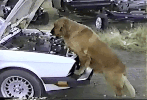 200_d (1).gif
