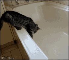 200_d (10).gif