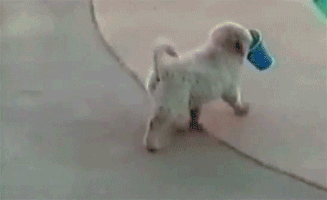 200_d (5).gif