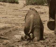200_d (7).gif