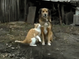 200_d.gif