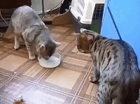 200w (1).gif