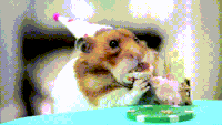 200w_d (2).gif