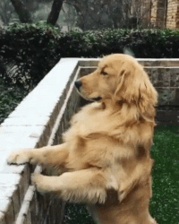200w_d.gif
