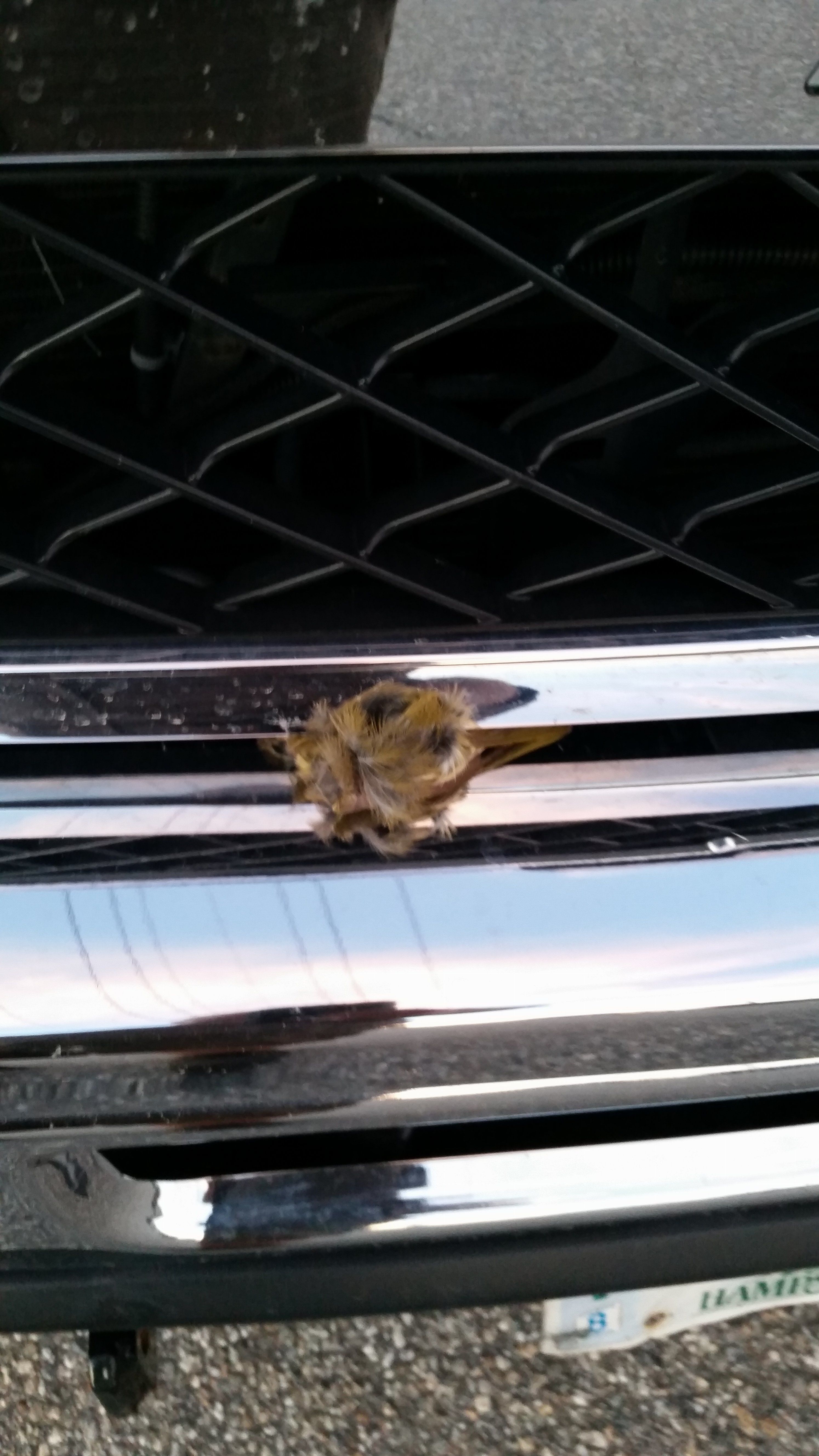 20150616_203325.jpg