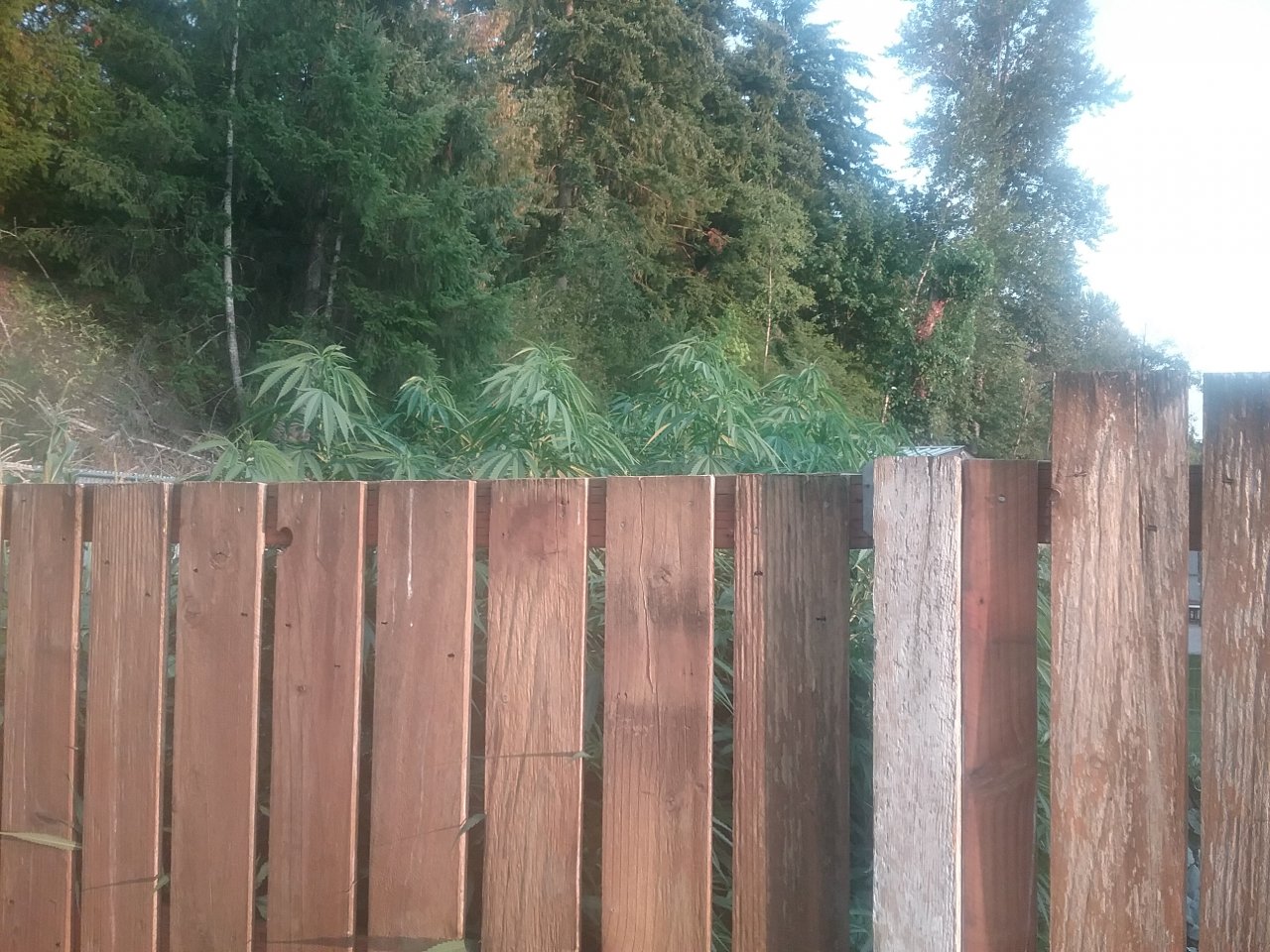 20180818_193121.jpg