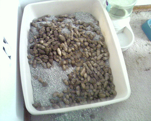 202126676_92b97b97da_z.jpg