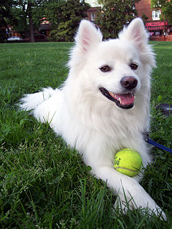 250px-American-Eskimo-dog.jpg