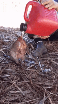 2c8c7a58d5.gif