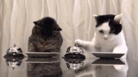 2d0ced9ac7b.gif