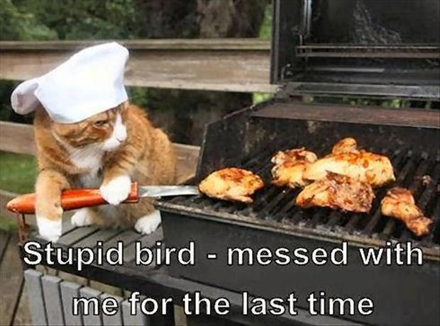 3-cat-cooks-bird-on-bbq-funny-pictures.jpg